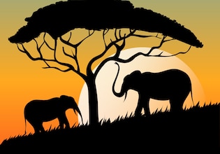 Elephant silhouettes