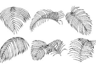 leaf drawings