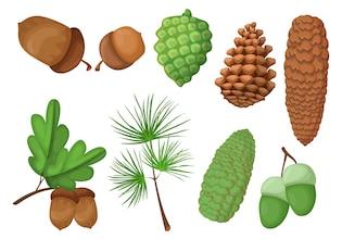 acorn cliparts