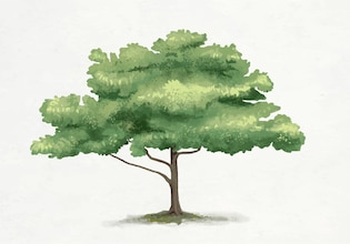 tree drawings