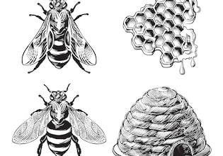 bee drawings