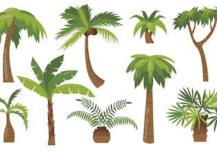 cartoon palm tree